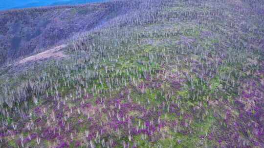 航拍大兴安岭春季山林杜鹃花海