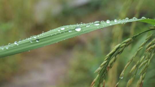 带水珠的稻叶特写