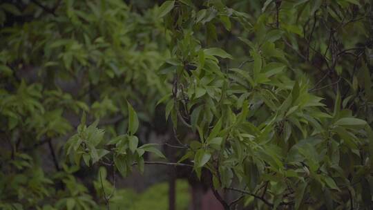 广州天河雨天树木树叶