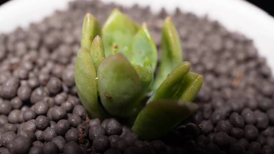 马库斯多肉植物盆栽绿植