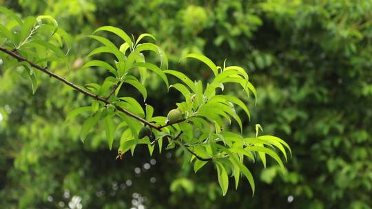 雨后的桃子树