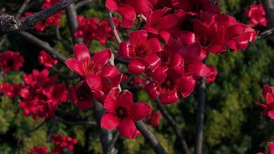 盛开的红色木棉花特写
