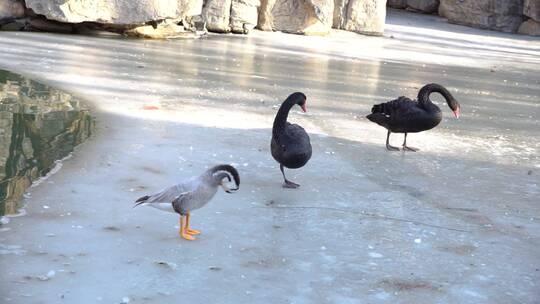 黑天鹅斑头雁鸭子在冰面上视频素材模板下载