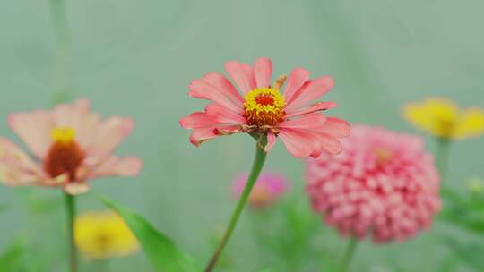 花丛鲜花