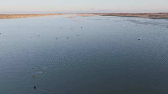 东营黄河入海口湿地鸟类