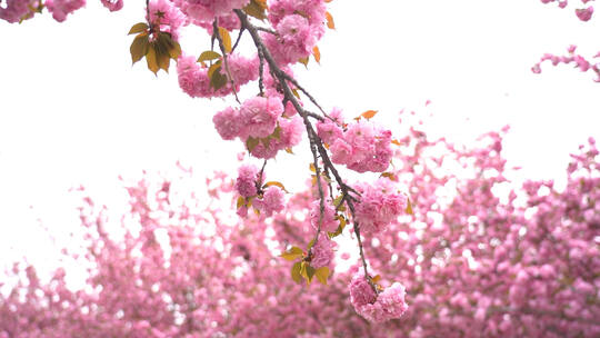 粉色樱花随风摆动
