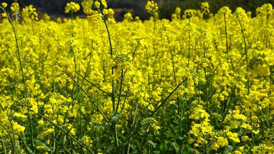 油菜花 蜜蜂采蜜