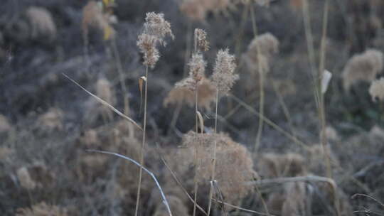 芦苇 禾本科 被子植物 芦苇毛 湿地边