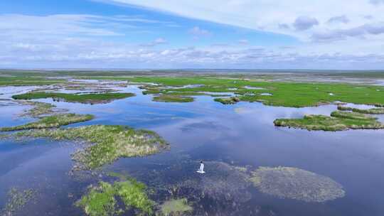 内蒙古辉河湿地视频素材模板下载