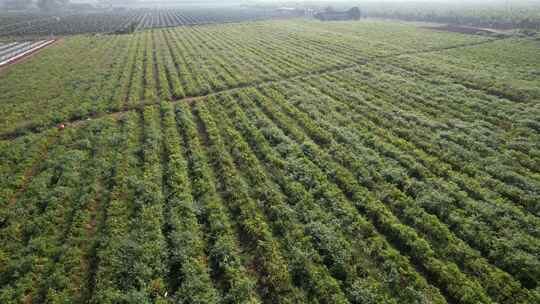 小米椒辣椒种植基地航拍