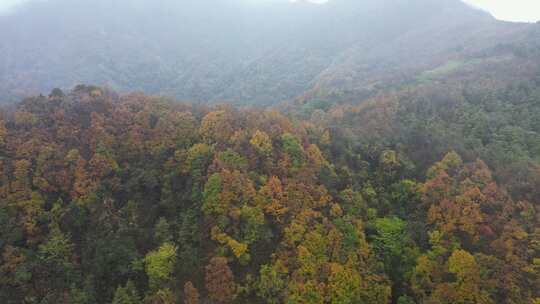 漫山红叶巴中光雾山附近