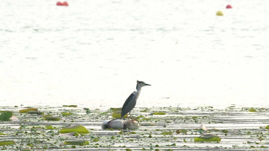 旅游景区南京玄武湖夜鹭 鸟停在浮漂上 曝光
