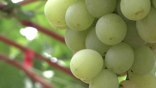 葡萄 葡萄种植 葡萄园合集视频素材模板下载
