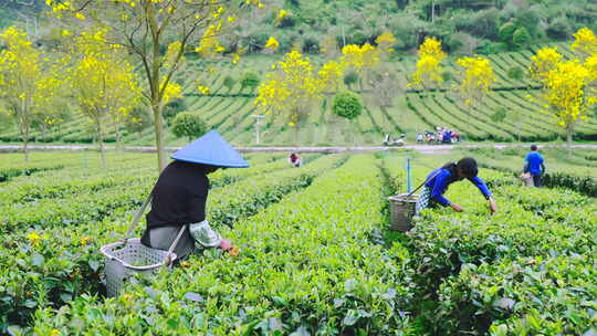 广东清远英德乡村茶园茶叶茶农采茶特写4K