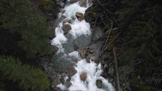 Nooksack River，Fores