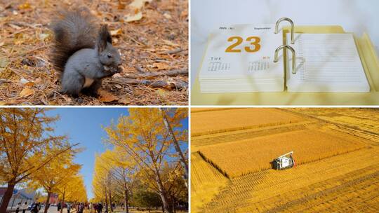 秋天风景高清在线视频素材下载