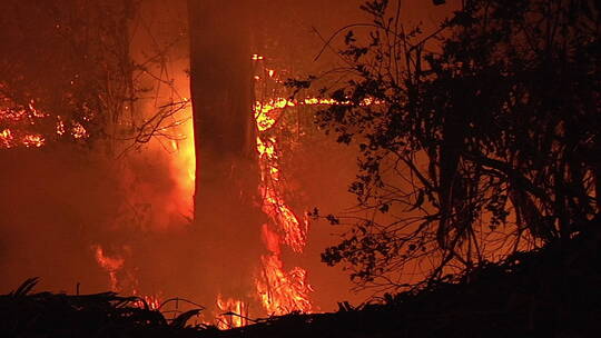 加州爆发了山林火灾