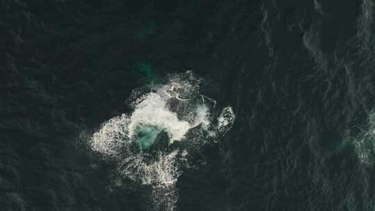 航拍海面鲸鱼游泳跃起