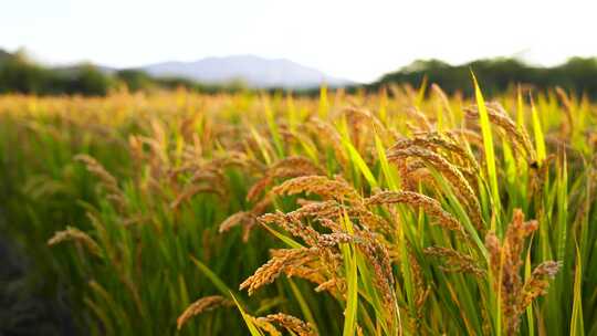 丰收的金色水稻，饱满的水稻稻穗