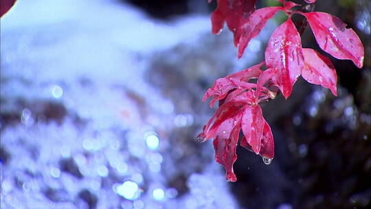 雪化后的云南白马雪山花朵