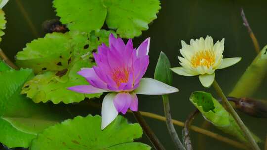 公园池塘的莲花睡莲