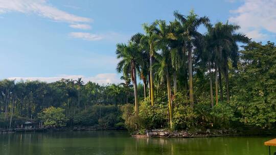 池塘绿水椰子树热带蓝天公园美景景色