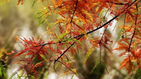 秋季河面上的红叶