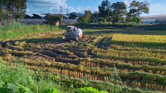 乡村振兴大米稻田机械化收割