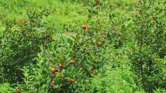 茶油果 油茶果 油茶种植视频素材模板下载