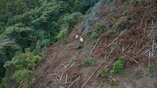 云南山区砍伐树林