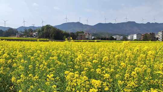 乡村油菜花