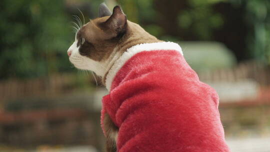 穿着红衣服的小猫咪视频素材模板下载