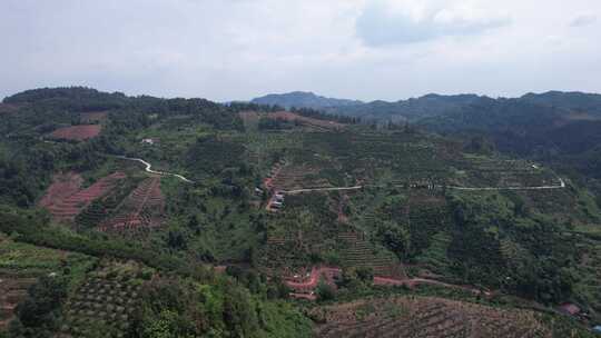 山川丘陵水果种植水果基地航拍