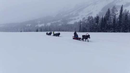 马拉雪橇航拍 新疆喀纳斯旅游