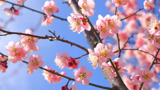 春天梅花盛开 蜜蜂采蜜