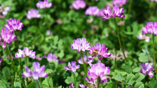 蜜蜂在紫云英花丛中飞舞采蜜慢镜头