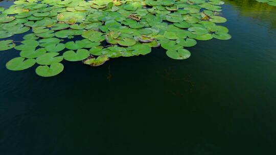 湿地公园风景莲花睡莲池塘湖景风光