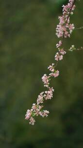 4K花草植物素材——蝟实