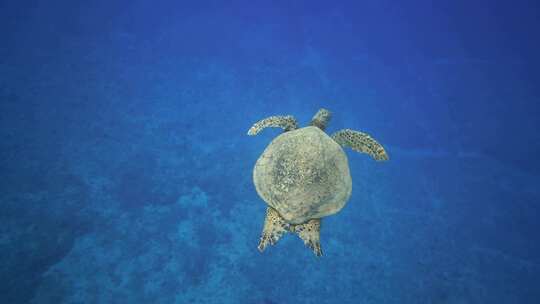 海底世界遨游的海龟