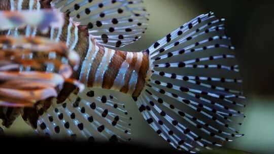 红狮子鱼，水族馆，鱼，有毒