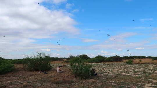 十月夏季沿赞比西河的南方胭脂红蜂群视频素材模板下载
