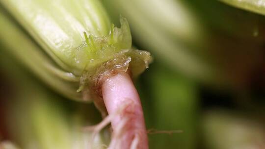 根须蔬菜植物根部微距特写