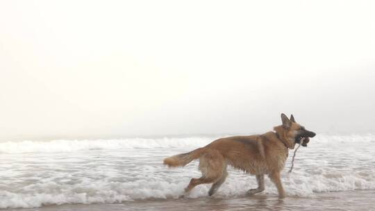 狗在海边海浪里面走路