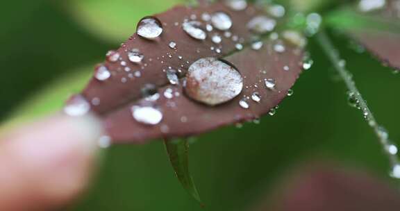 春雨雨水雨滴水珠绿叶随风摇曳清新唯美