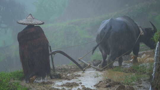 农民戴斗笠在雨中牵牛耕地