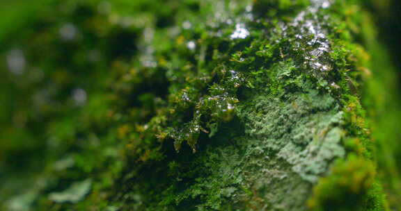 大自然  春天  夏天  苔藓 下雨