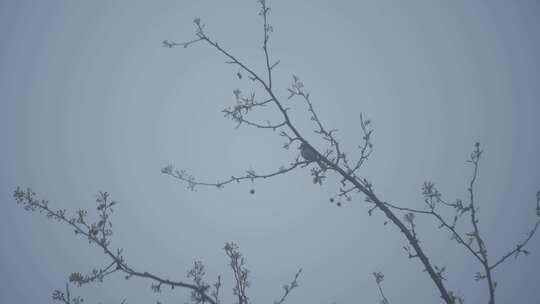 春天李花，竹林烟雨，乡村老屋