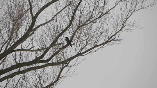 冬天树枝上的一只喜鹊