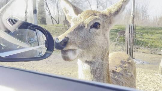 【镜头合集】野生动物园开车喂麋鹿梅花鹿