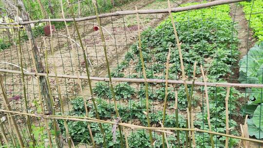 农村花草树木房屋绿色植物菜园